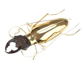 Zlatá brož - brouk roháč